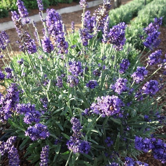 La Diva Vintage Violet English Lavender