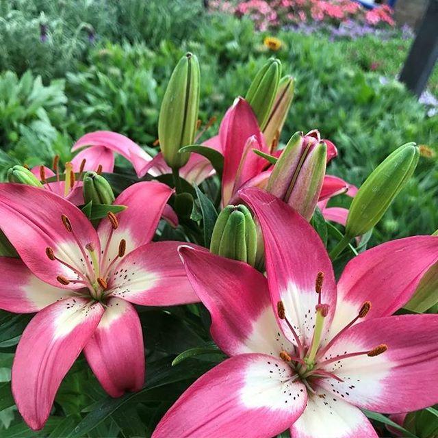 lily asiatic pink Bubblegum Hot Spot Asiatic Lily – Southern Idaho Landscape Center