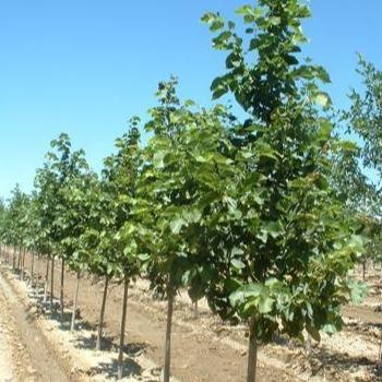 Red Lind Tree Redmond Linden Tree – Southern Idaho Landscape Center