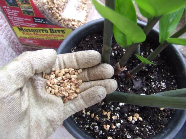 mosquito bits indoor plants Summit Mosquito Bits for Control of Fungus Gnats in Plants, 8 oz