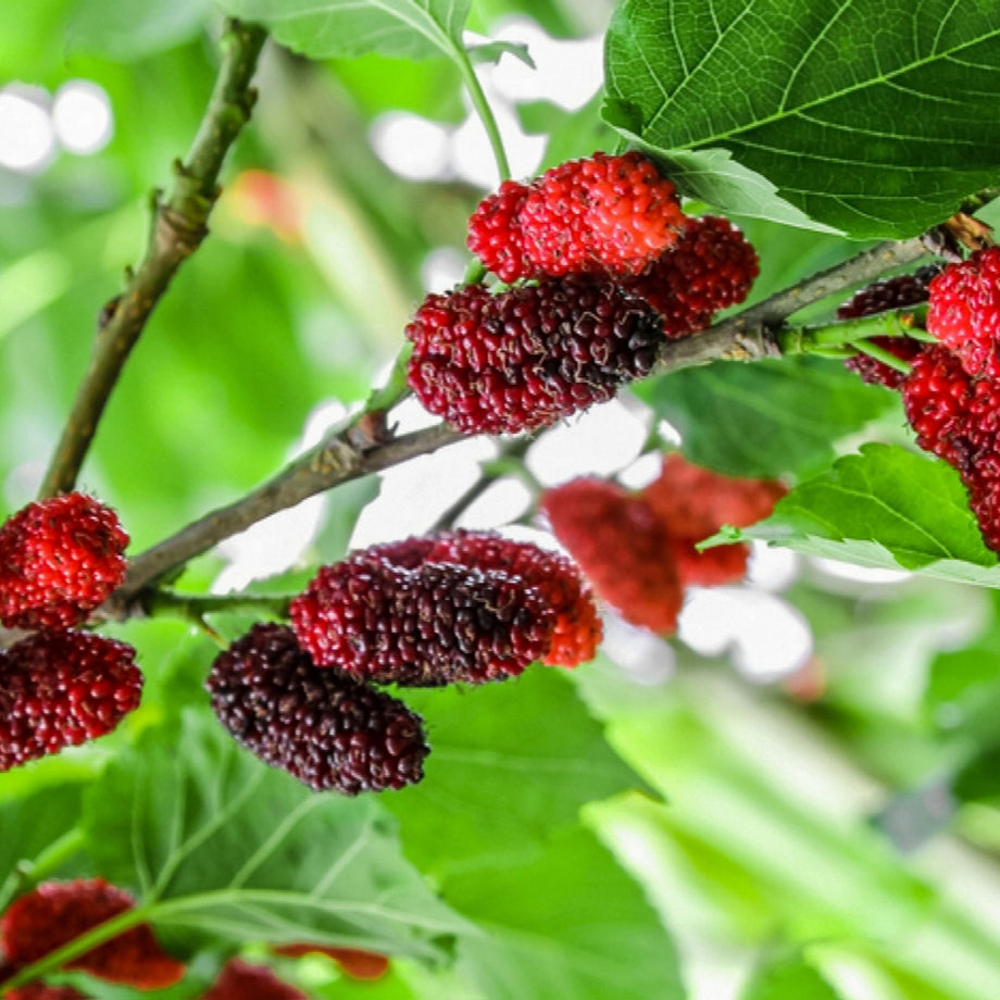Dwarf Black Mulberry Plant – Southern Idaho Landscape Center