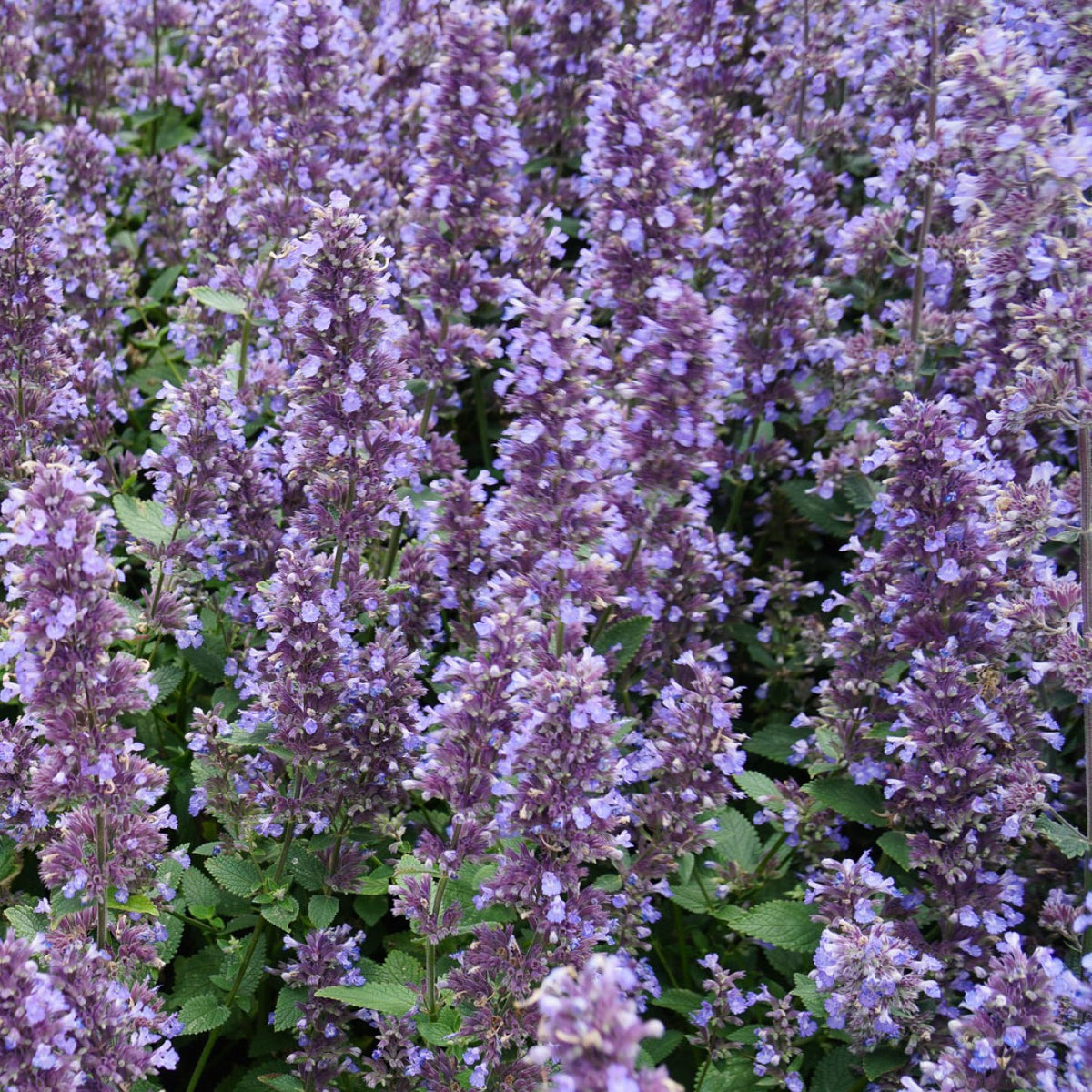 Whispurr Blue Nepeta (Catmint) Southern Idaho Landscape Center