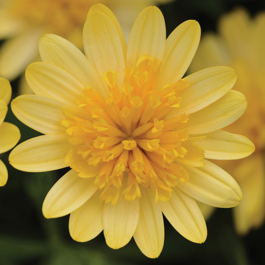 4D Sunburst Osteospermum (African Daisy) – Southern Idaho
