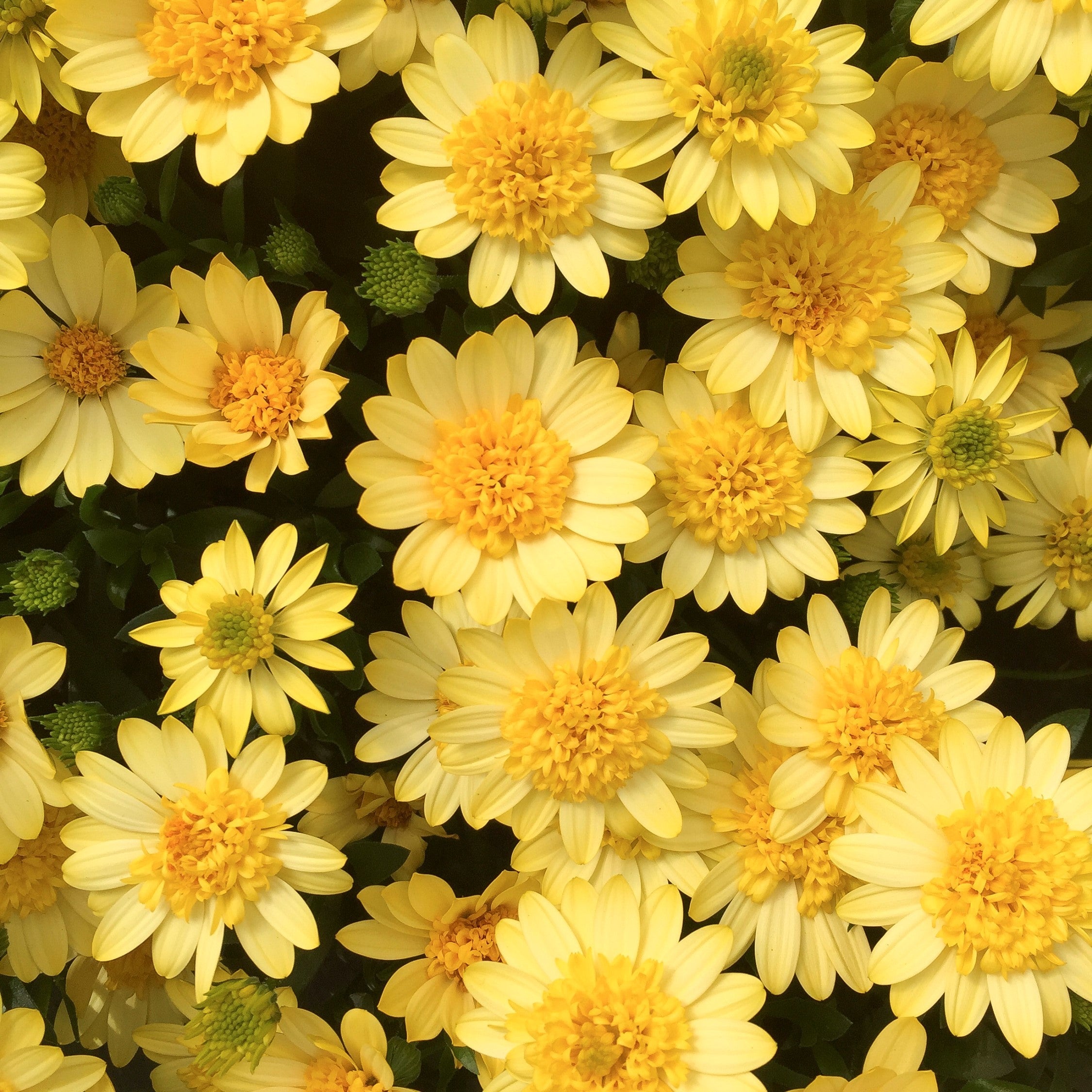 4D Sunburst Osteospermum (African Daisy) – Southern Idaho