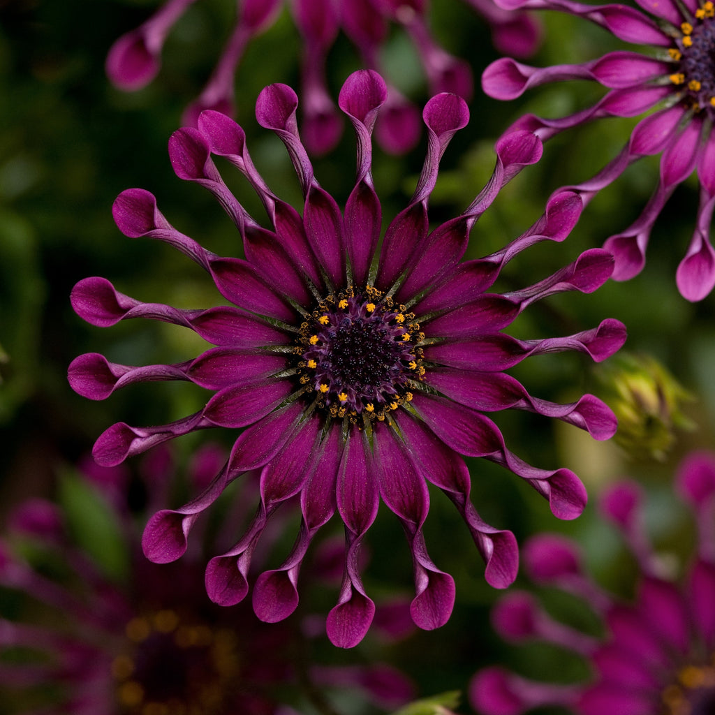 Flower Power Spider Purple Osteospermum African Daisy Southern flower-power-spider-purple-osteospermum-african-daisy-southern