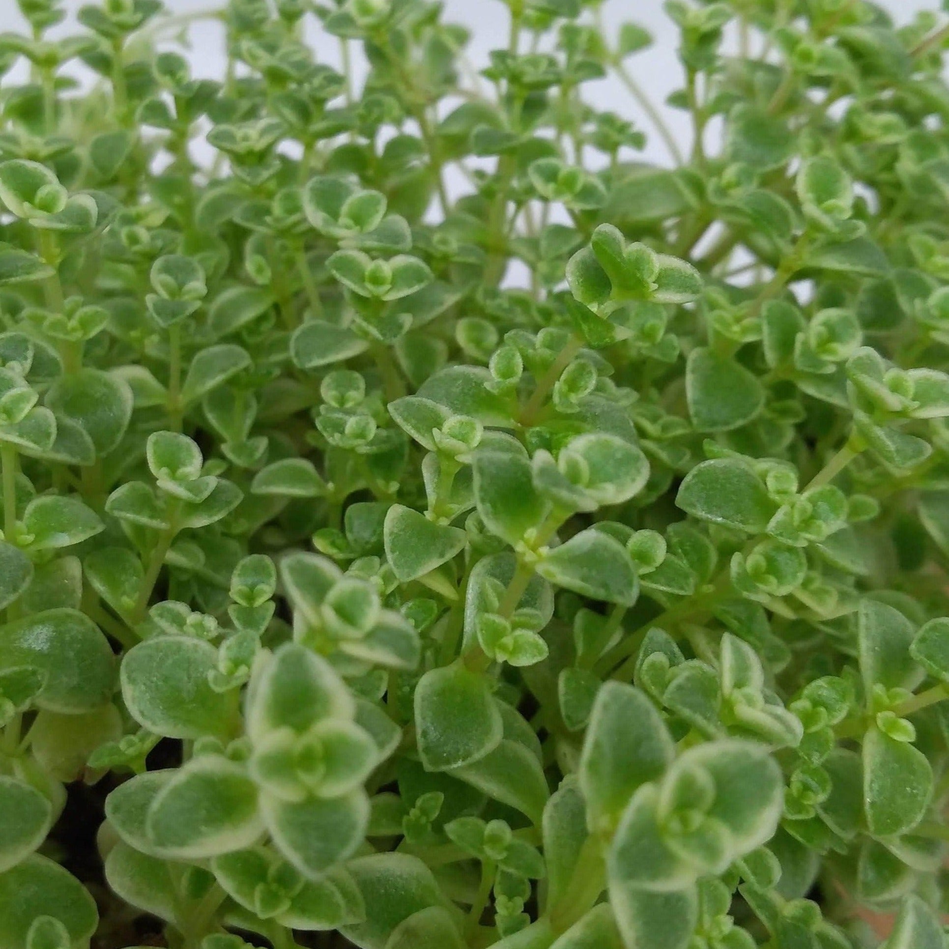 little missy sedum succulent care Little Missy Creeping Sedum (Stonecrop) – Southern Idaho Landscape Center