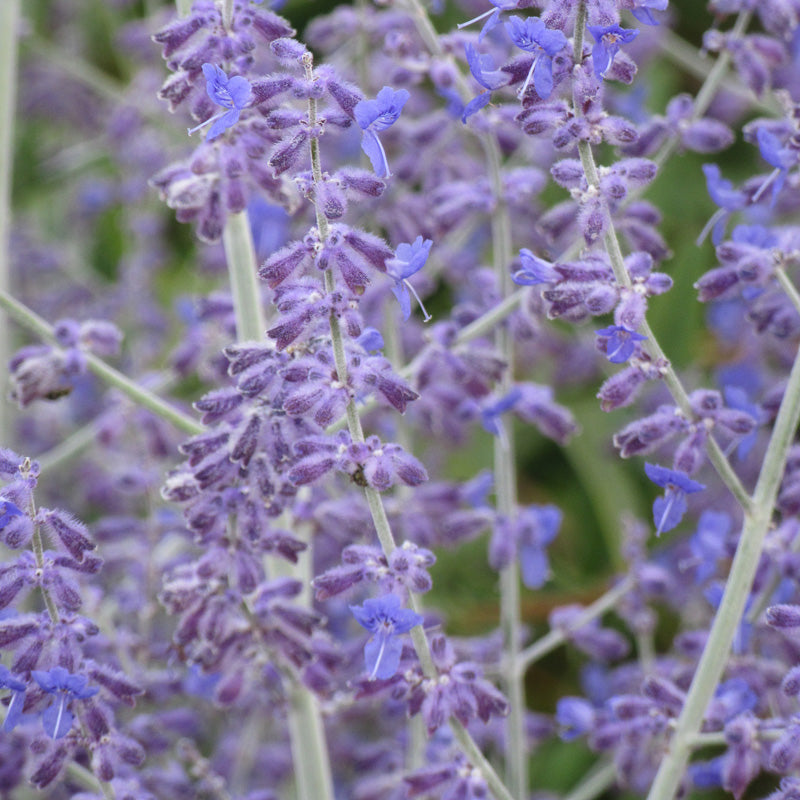 russian lavender plant Little Spire Russian Sage – Southern Idaho Landscape Center