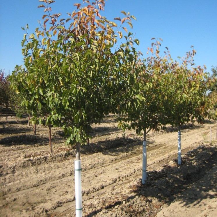 Prairie Rose Crabapple Tree Southern Idaho Landscape Center