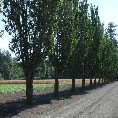 Sargent Rancho Columnar Cherry Tree – Southern Idaho Landscape Center