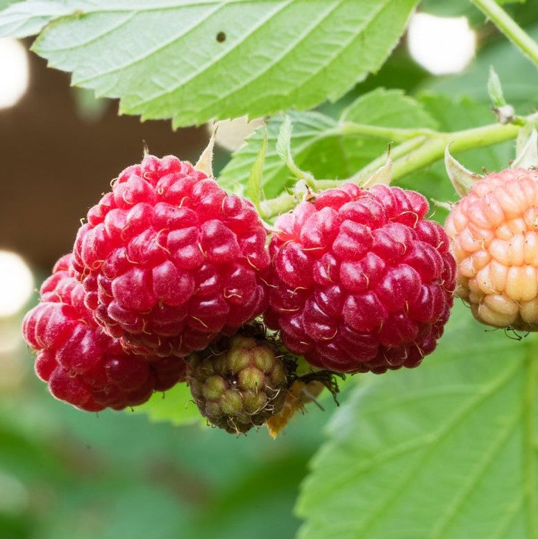 Raspberry Shortcake Thornless Raspberry Plant – Southern Idaho ...