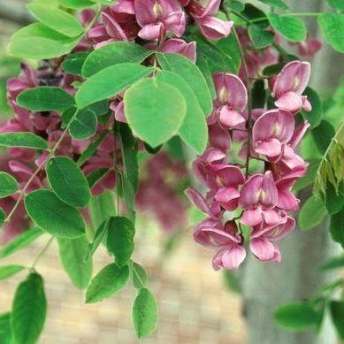 Purple Robe Locust Tree – Southern Idaho Landscape Center