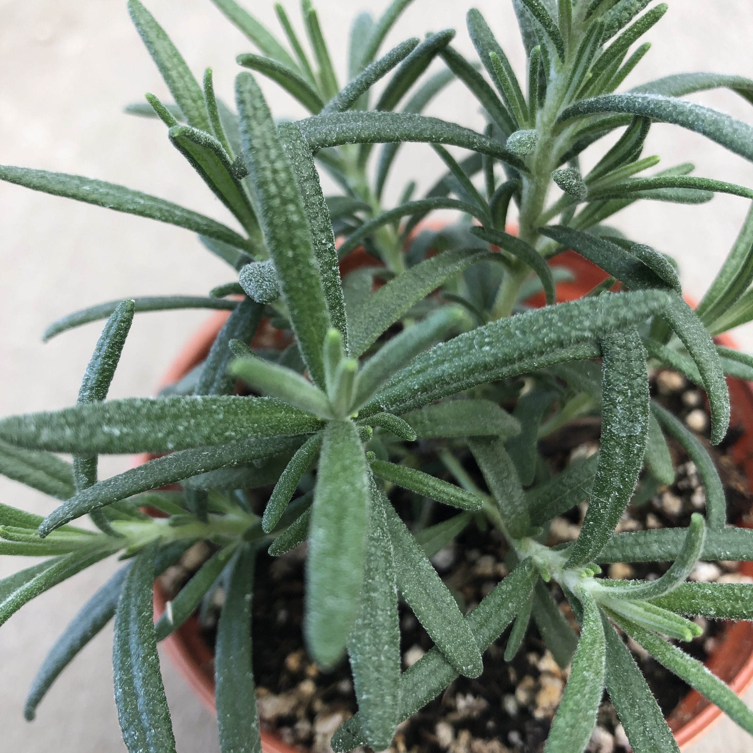 is rosemary a succulent Arp Rosemary