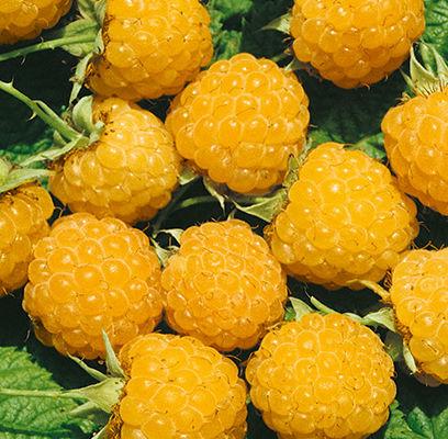 Fall Gold Raspberres Fall Gold Raspberry Plant – Southern Idaho Landscape Center