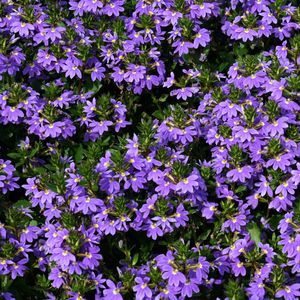 Blue Fan Scaevola (Fan Flower) – Southern Idaho Landscape Center