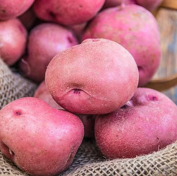 red rose potato seeds Red Pontiac Seed Potatoes, Idaho Certified, 1 lb