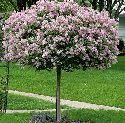 korean lilac bonsai tree Palibin Dwarf Korean Lilac Tree Form – Southern Idaho Landscape Center