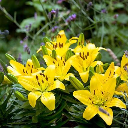 asiatic lily cogoleto Golden Matrix Asiatic Lily – Southern Idaho Landscape Center