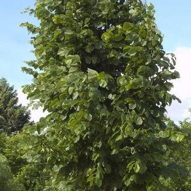 Red Lind Tree Redmond Linden Tree – Southern Idaho Landscape Center