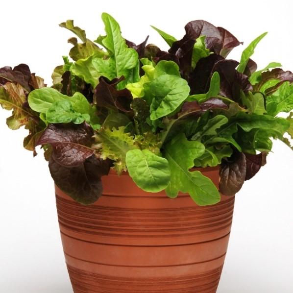 lettuce succulent Gourmet Salad Mix Lettuce (Garden Starter Plant) – Southern Idaho Landscape Center