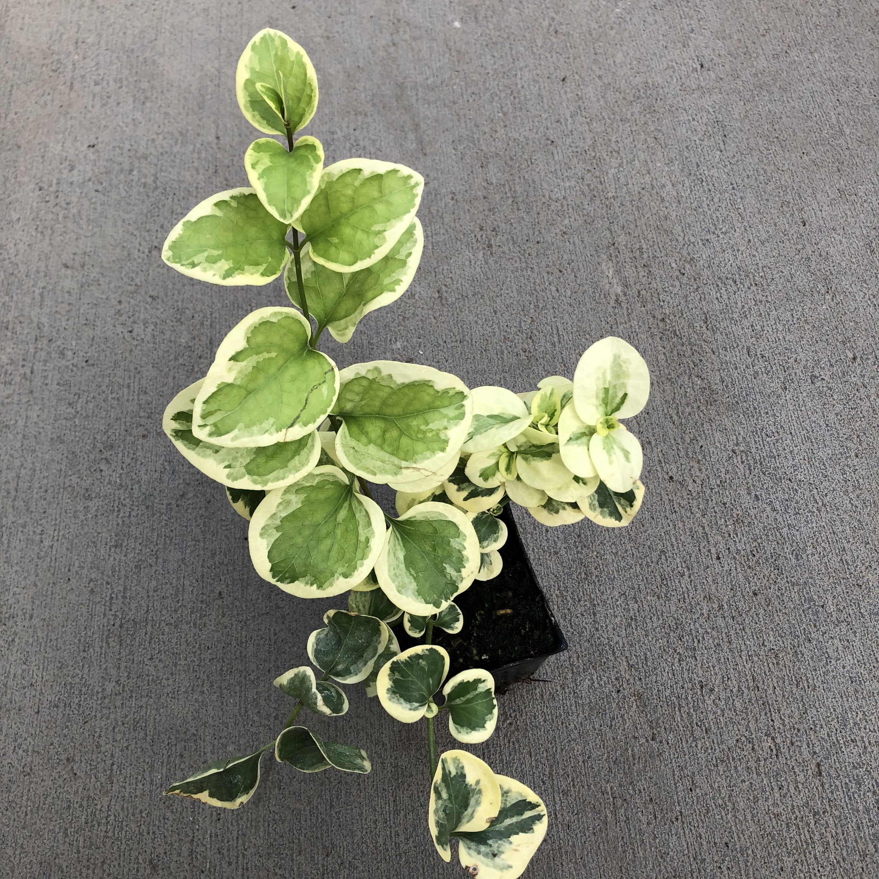 vinca vine house plant High Color Vinca Vine (Periwinkle) – Southern Idaho Landscape Center