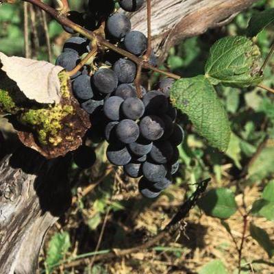 concord grape seeds planting Concord Purple Seedless Grape Plant – Southern Idaho Landscape Center