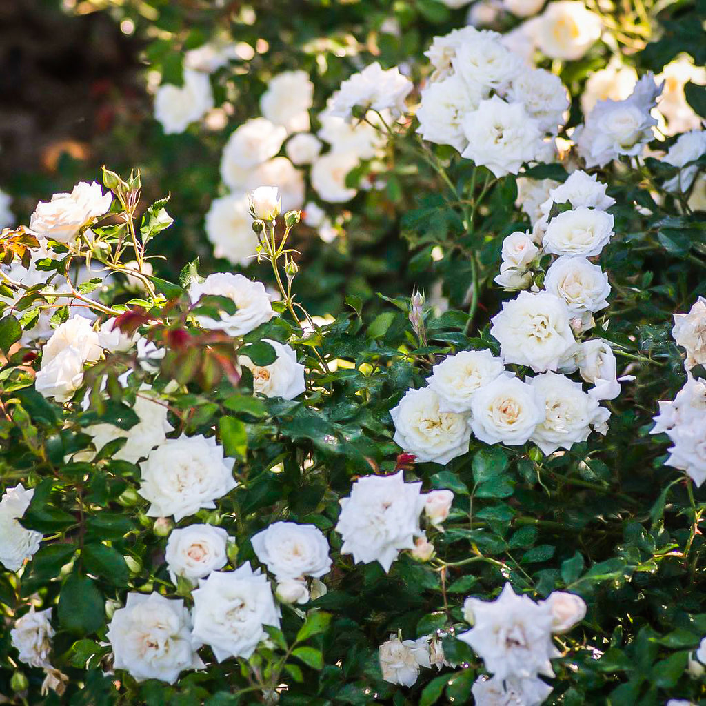 Ground White Roses Ground Cover Roses – Southern Idaho Landscape Center