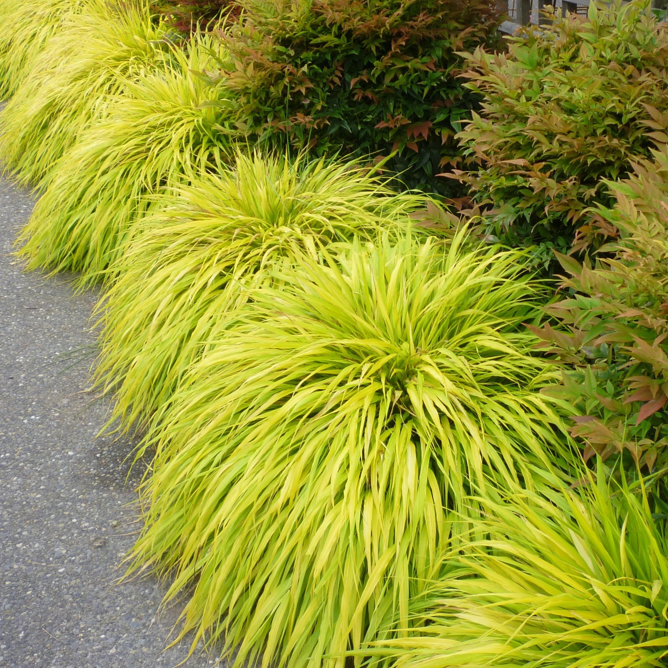 All Gold Hakonechloa Japanese Forest Grass Southern Idaho Landscape all-gold-hakonechloa-japanese-forest-grass-southern-idaho-landscape