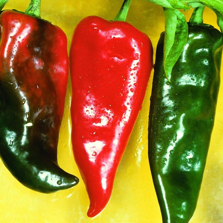 Anaheim Hot Pepper (Garden Starter Plant) – Southern Idaho Landscape Center