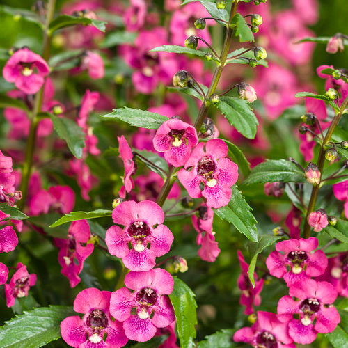 Angelface Perfectly Pink Angelonia (Summer Snapdragon) – Southern