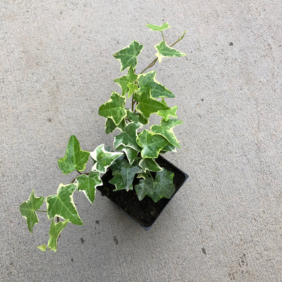 Hedera helix 'Anne Marie' (English Ivy) – Southern Idaho Landscape Center