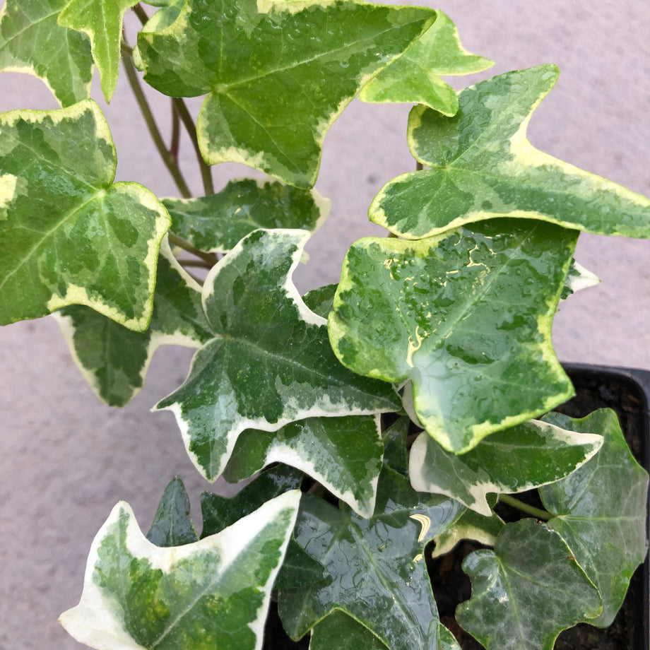 Hedera helix 'Anne Marie' (English Ivy) – Southern Idaho Landscape Center