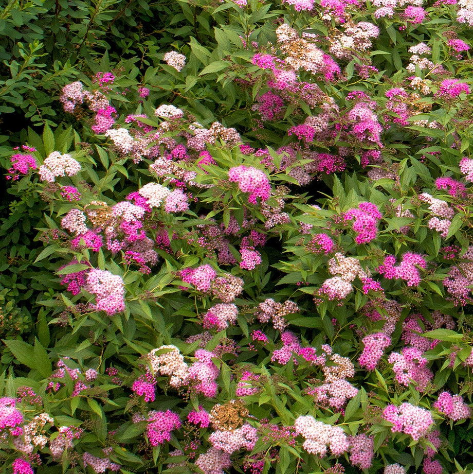 Anthony Waterer Spirea – Southern Idaho Landscape Center