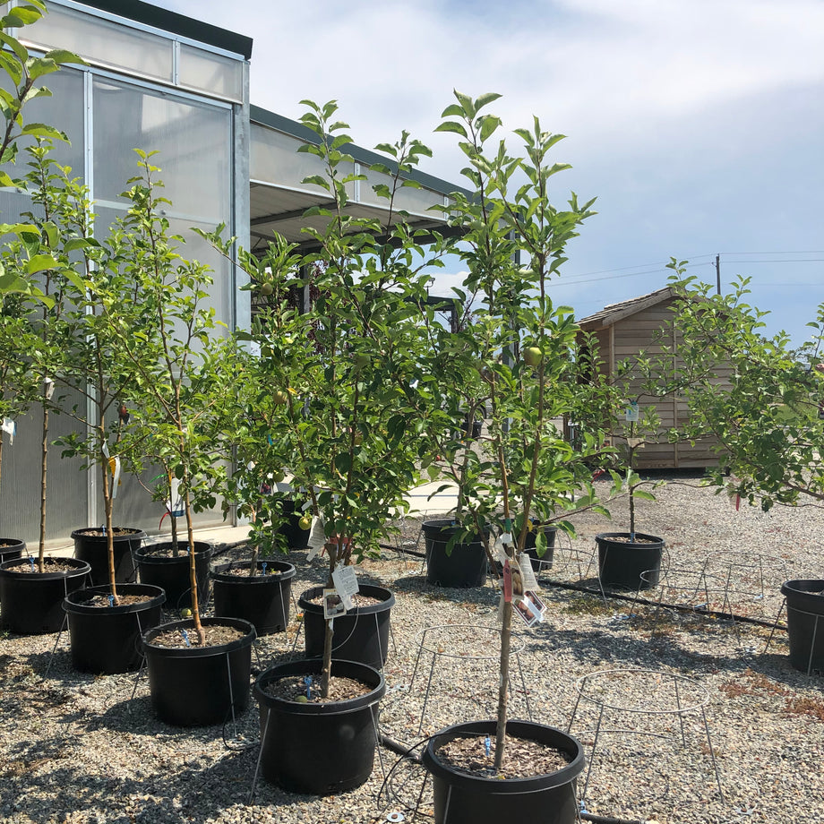 4 in 1 Apple Tree – Southern Idaho Landscape Center