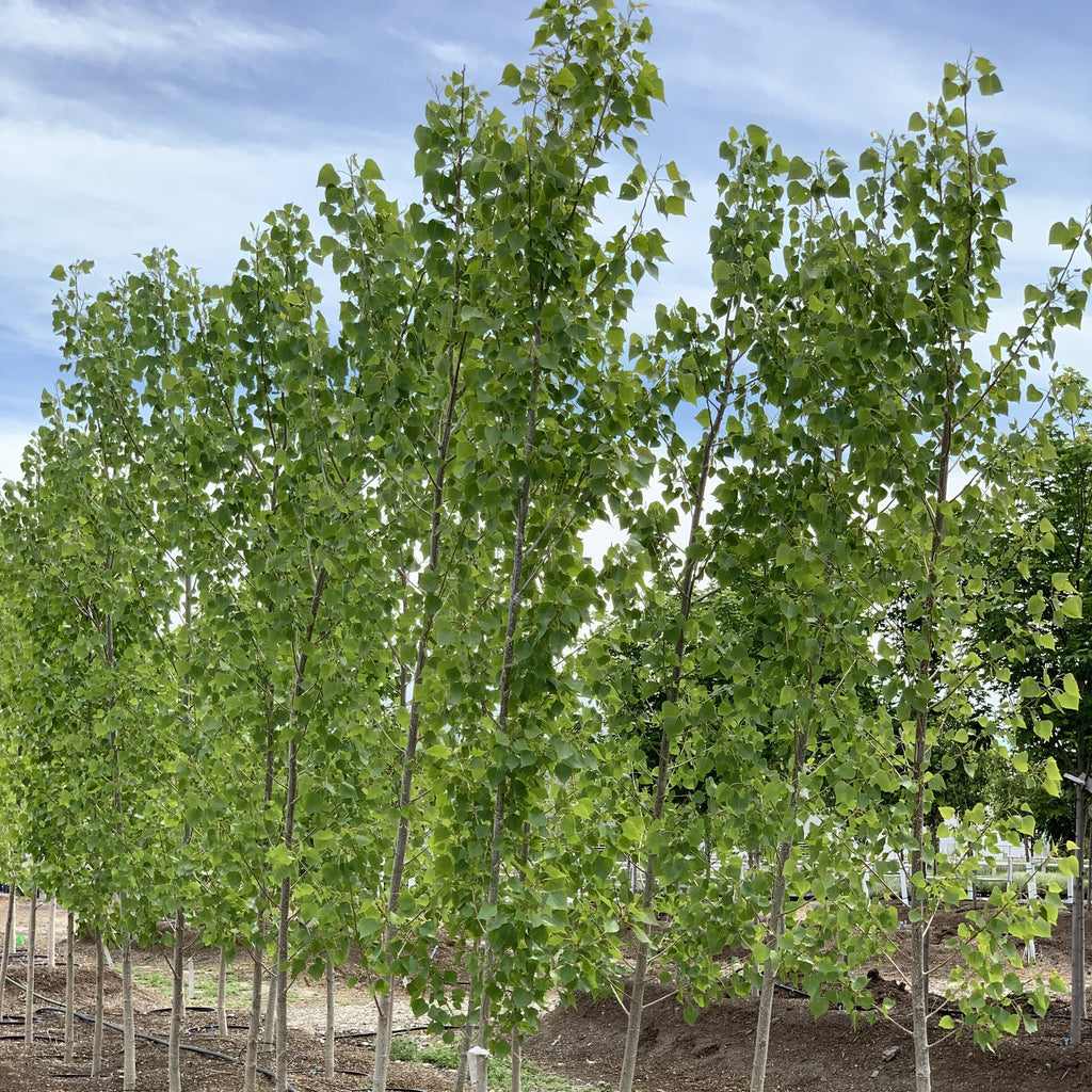 Quaking Quaking Aspen Clump Tree – Southern Idaho Landscape Center