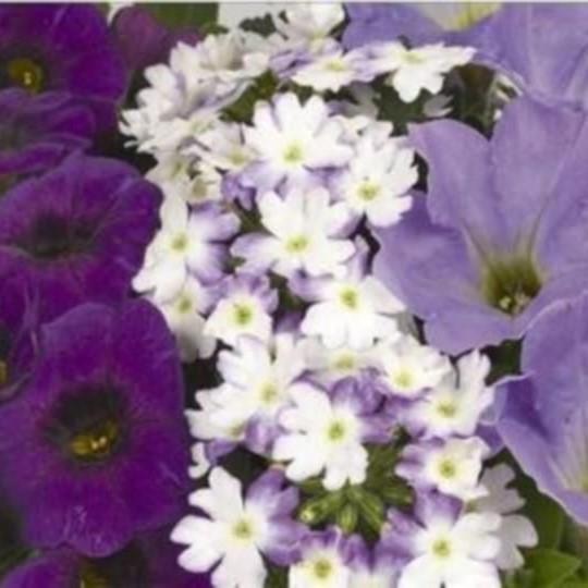 10" Confetti Shocking Blue Hanging Basket Southern Idaho Landscape Center