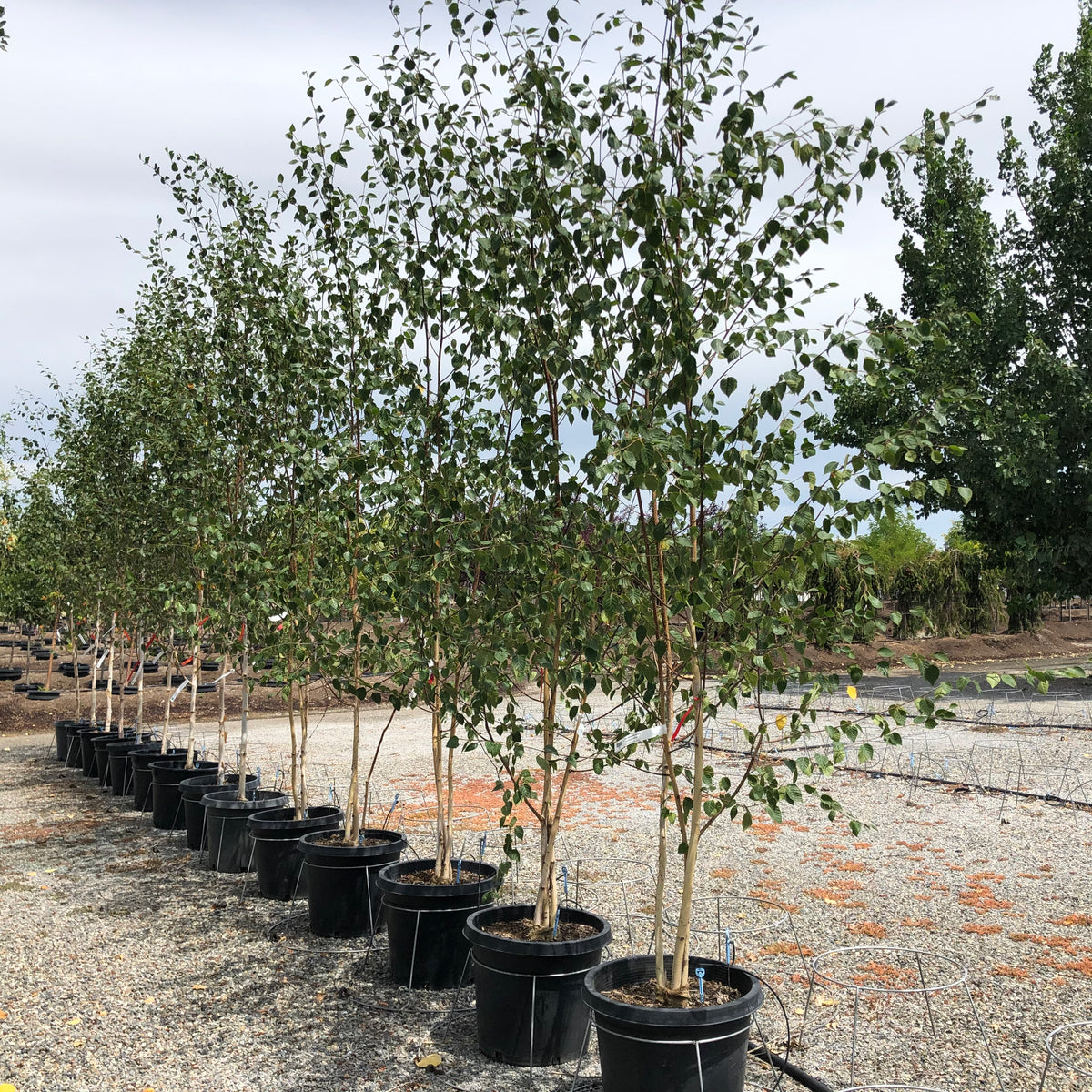 Whitebarked Himalayan Clump Birch Tree Southern Idaho Landscape Center