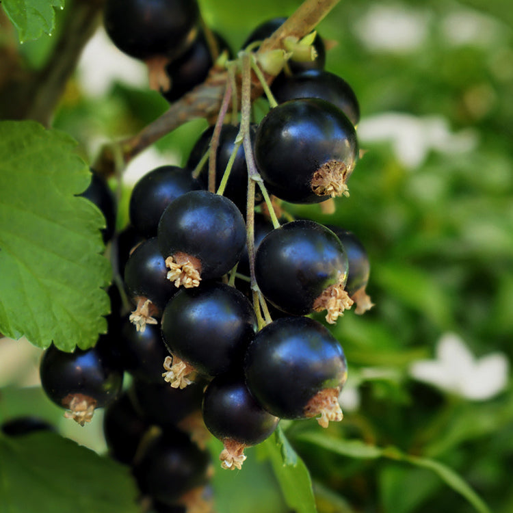 black currant seeds for planting Black Constort Currant
