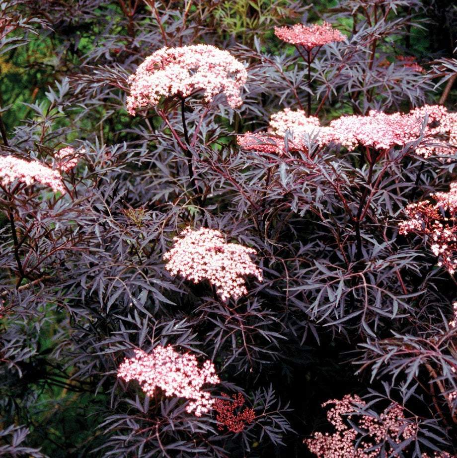 Black Lace Elderberry – Southern Idaho Landscape Center