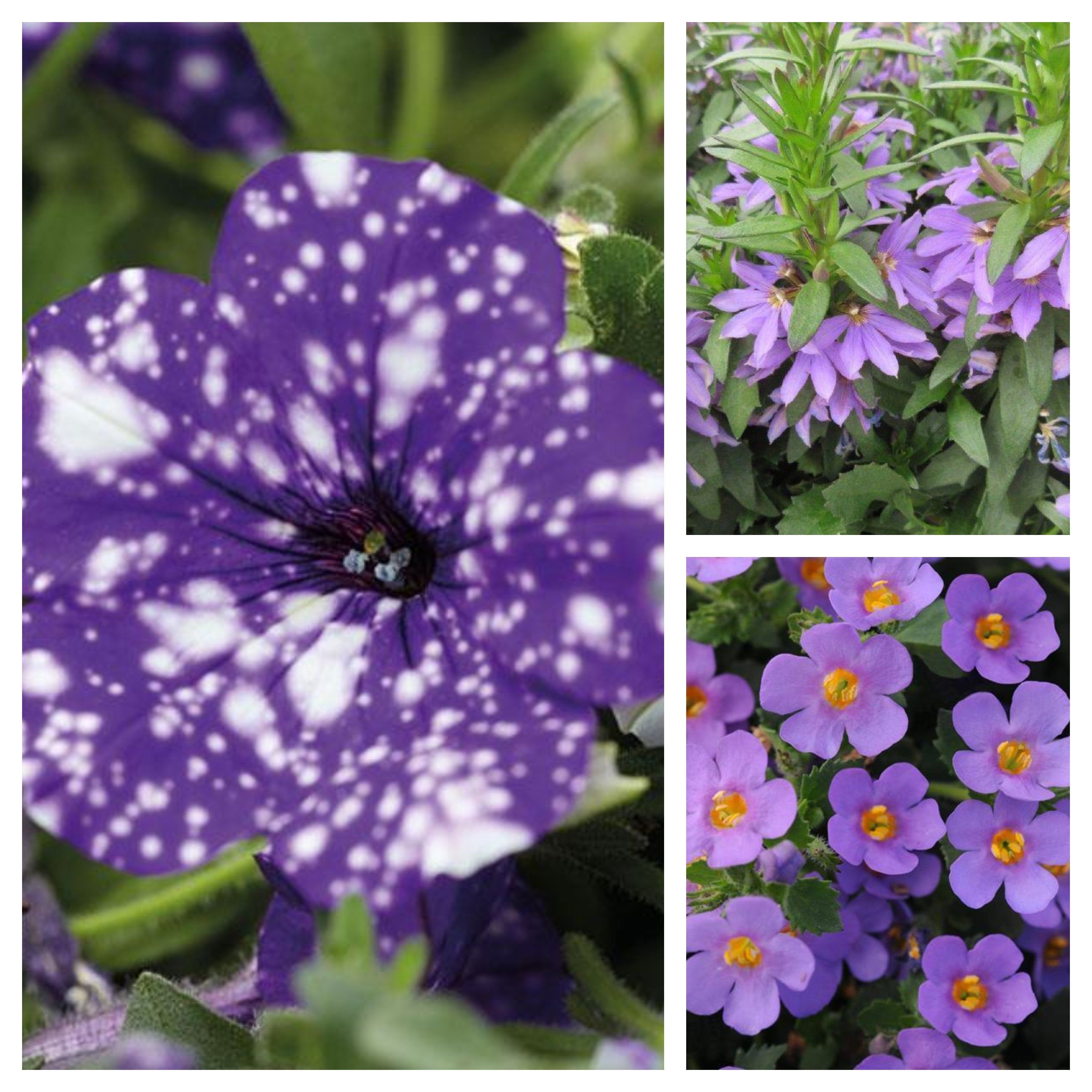 blue hanging basket plants 12" Blue in the Night Sky Hanging Basket