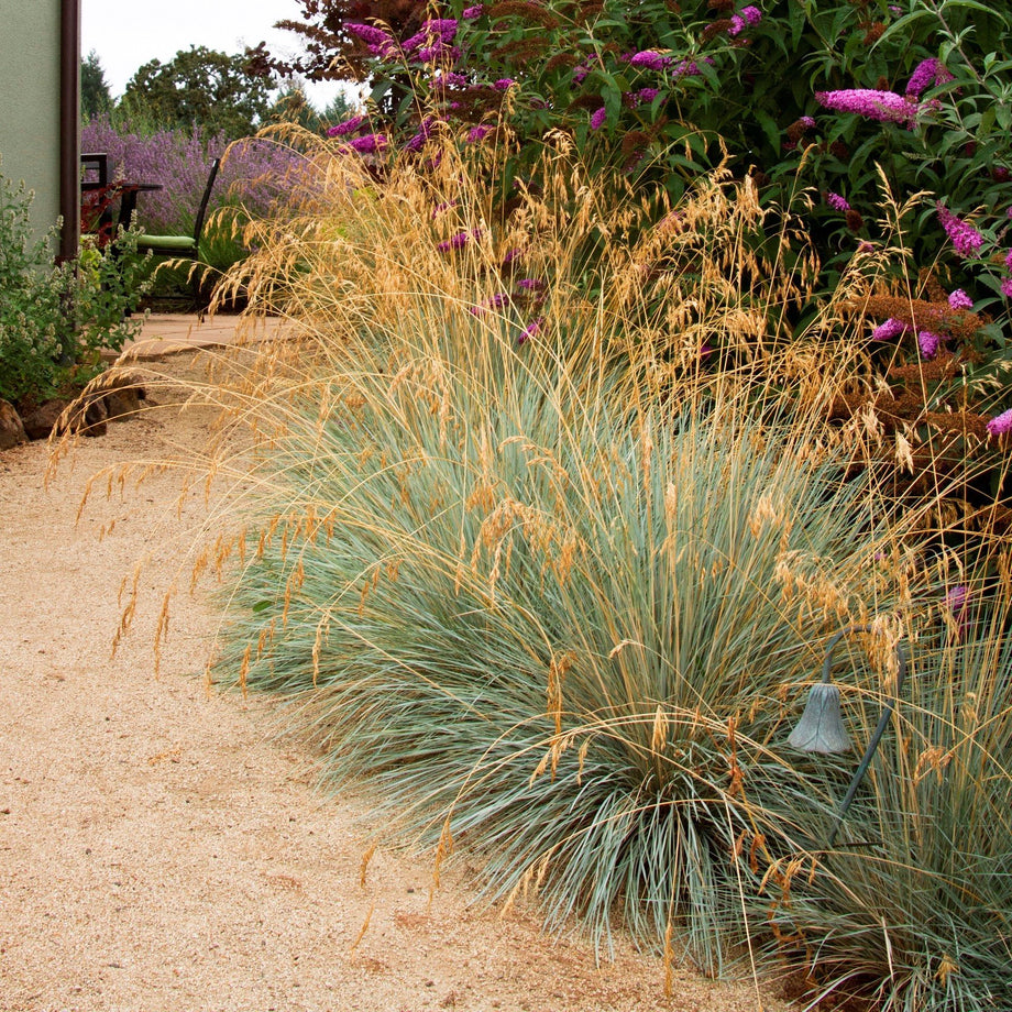 Blue Oat Grass  Southern Idaho Landscape Center