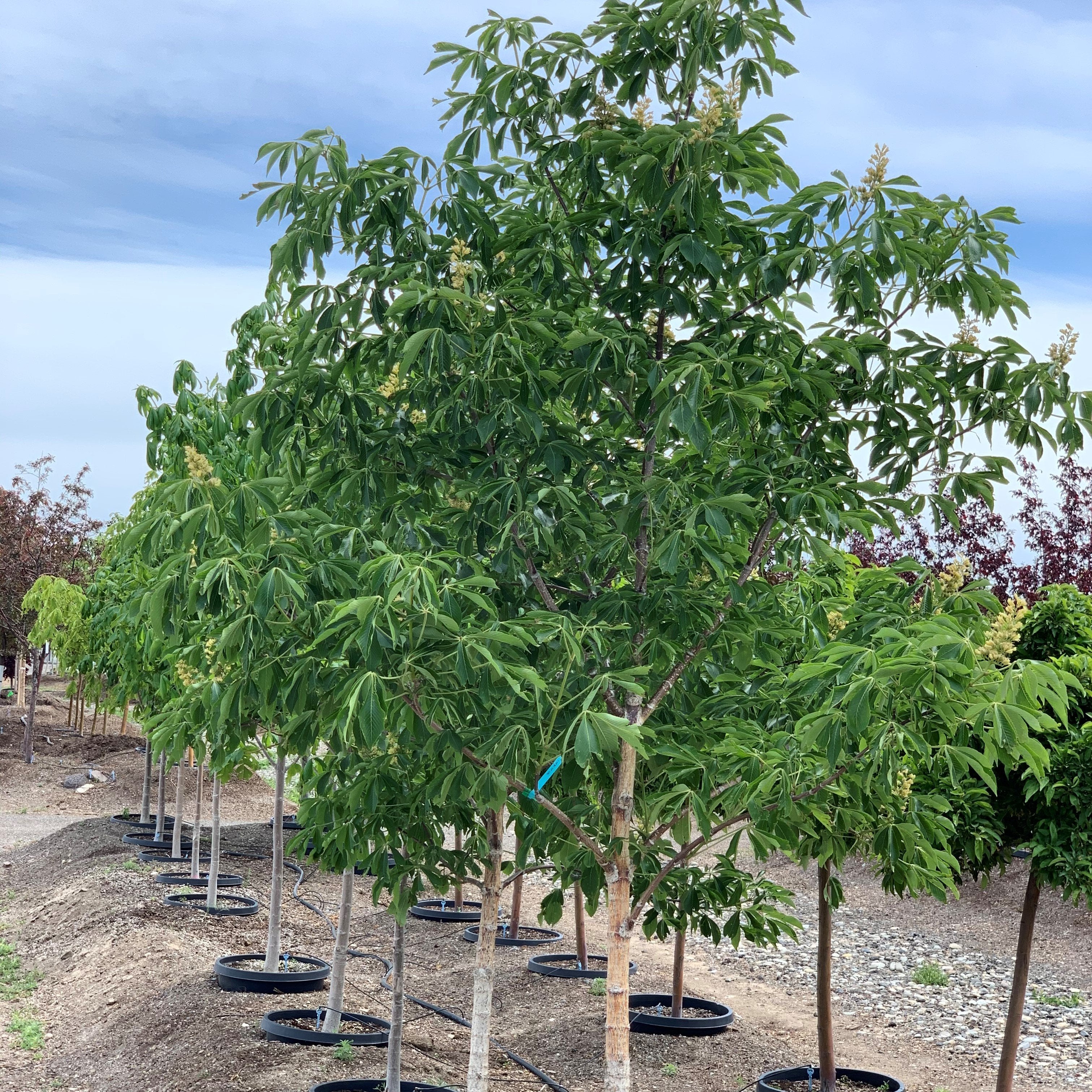 bonsai buckeye tree Yellow Buckeye Tree – Southern Idaho Landscape Center