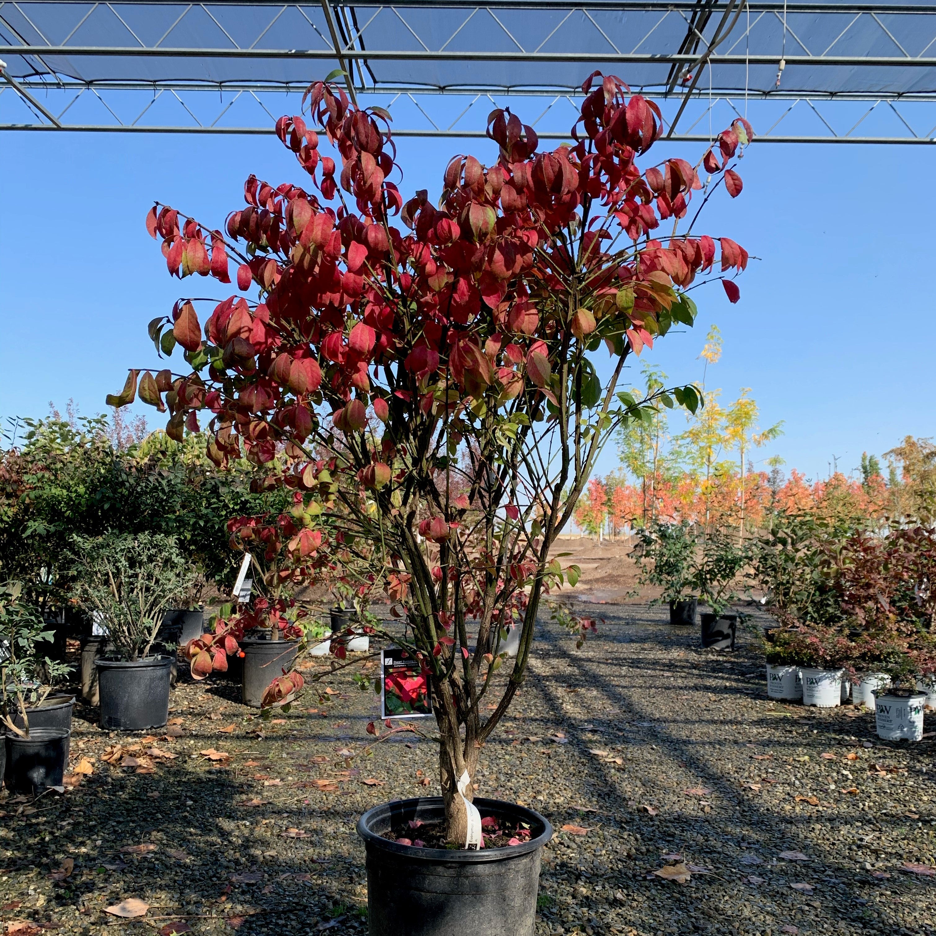 Dwarf Bus Dwarf Burning Bush Tree