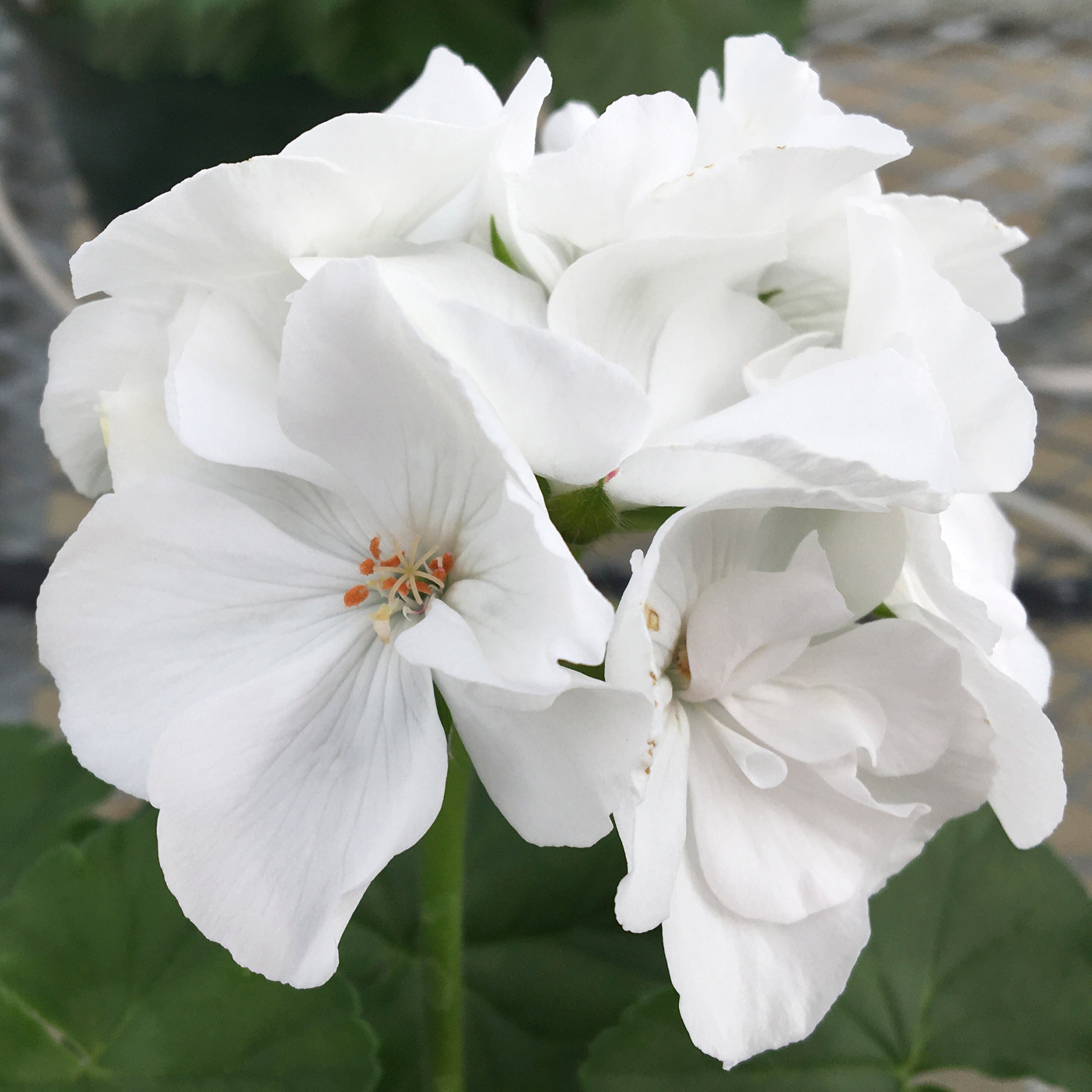 calliope geranium seeds Calliope Large White Geranium – Southern Idaho Landscape Center