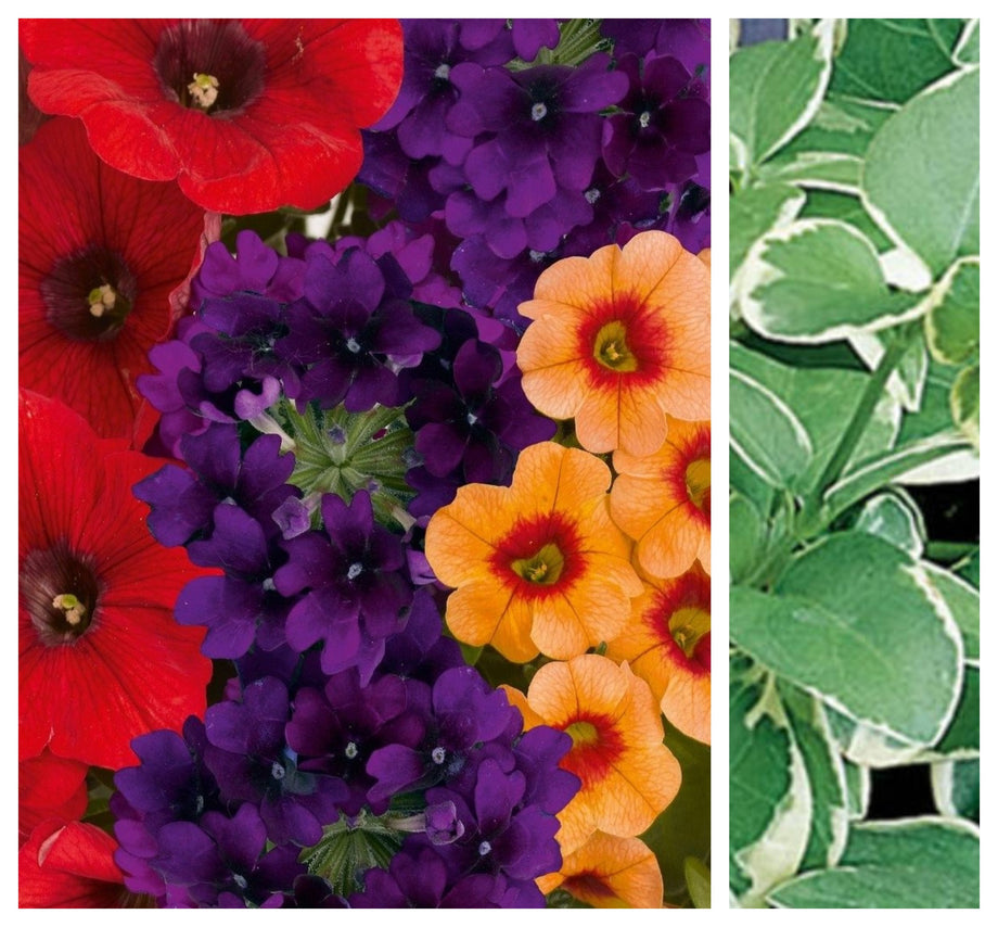 vinca plant in hanging baskets 12