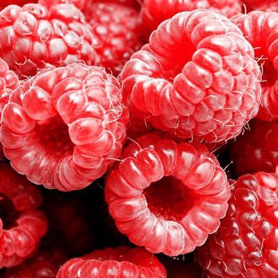Canby Thornless Raspberry Plant – Southern Idaho Landscape Center