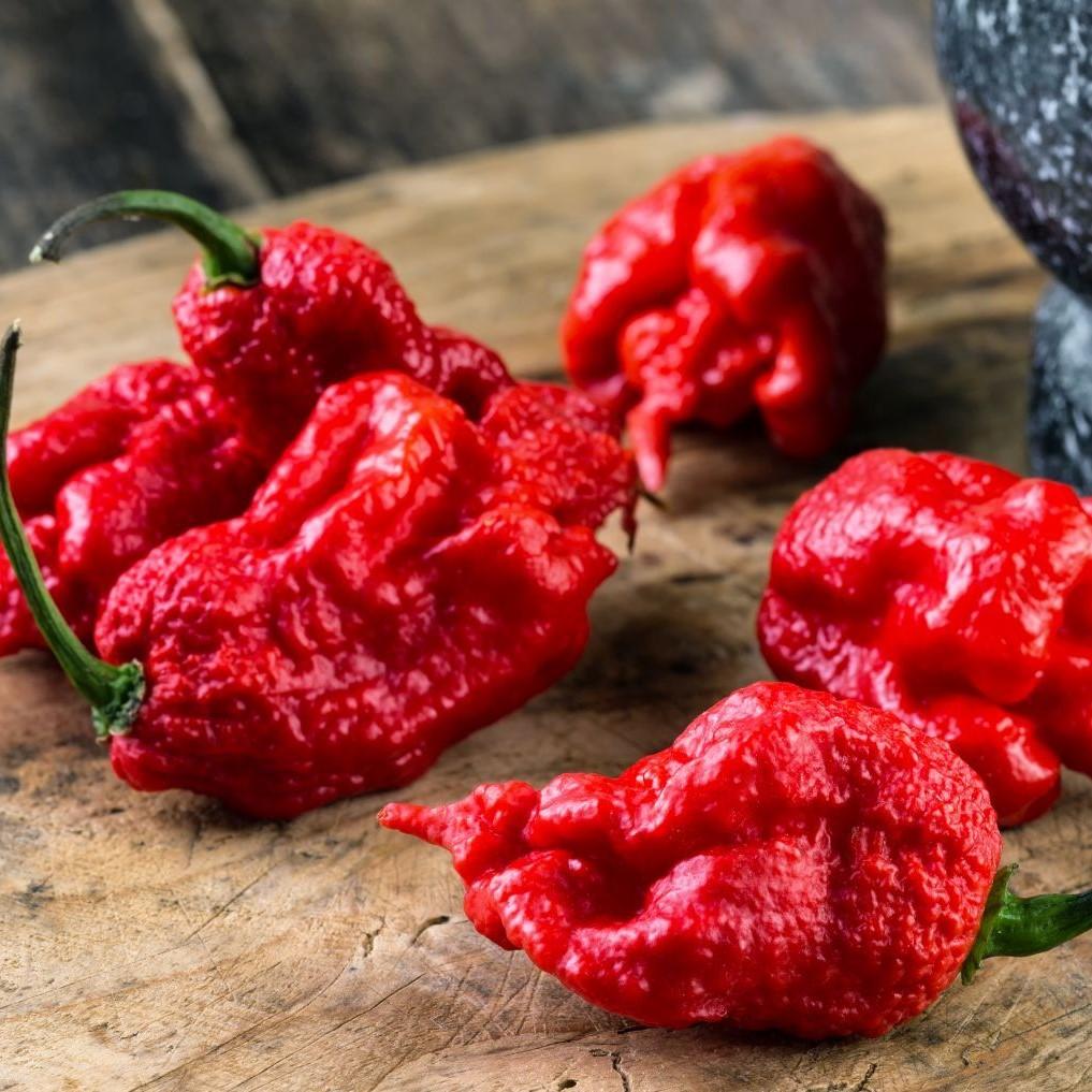 carolina reaper plant pot size Carolina Reaper Pepper (Garden Starter Plant) – Southern Idaho Landscape Center