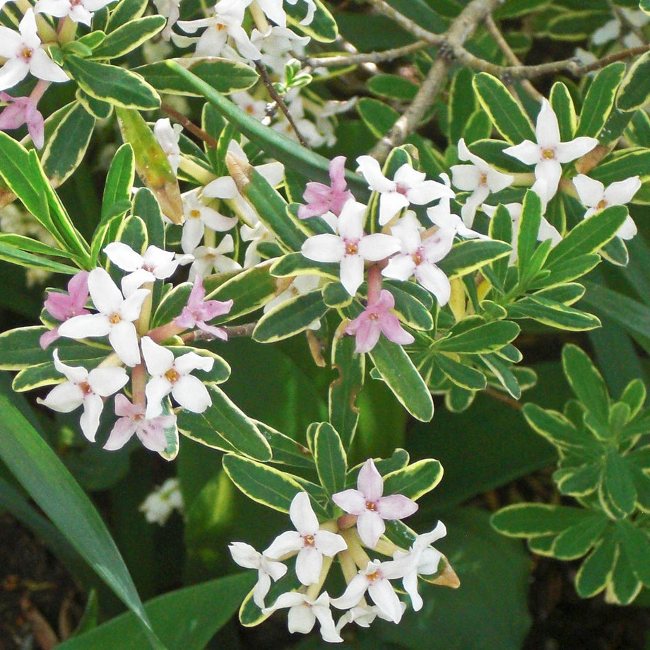 carolmackie_460x@2x.jpg?v=