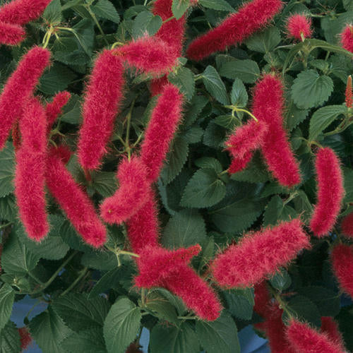 cat tail hanging plant Acalypha pendula