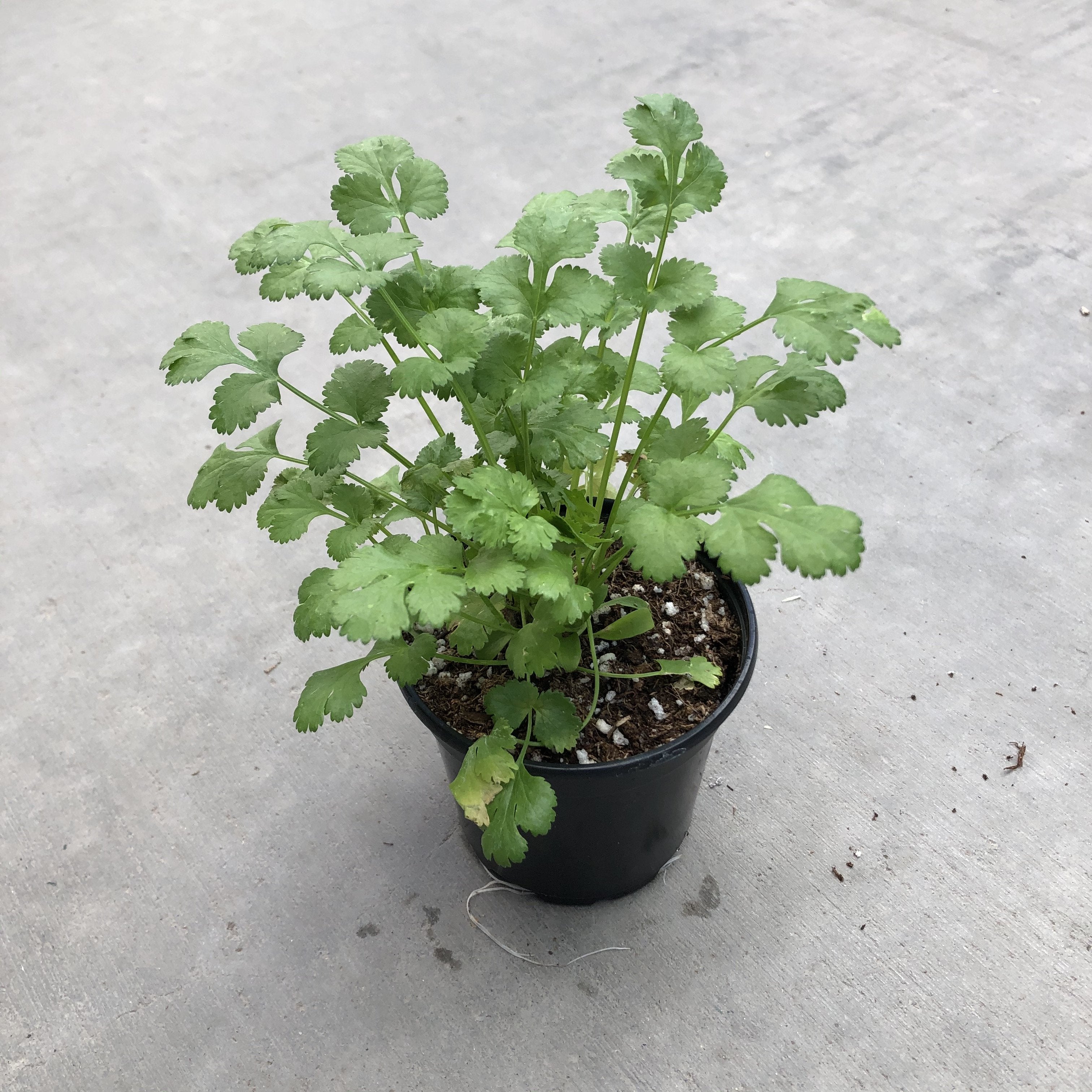 house plant that looks like cilantro Cilantro (Garden Starter Plant) – Southern Idaho Landscape Center