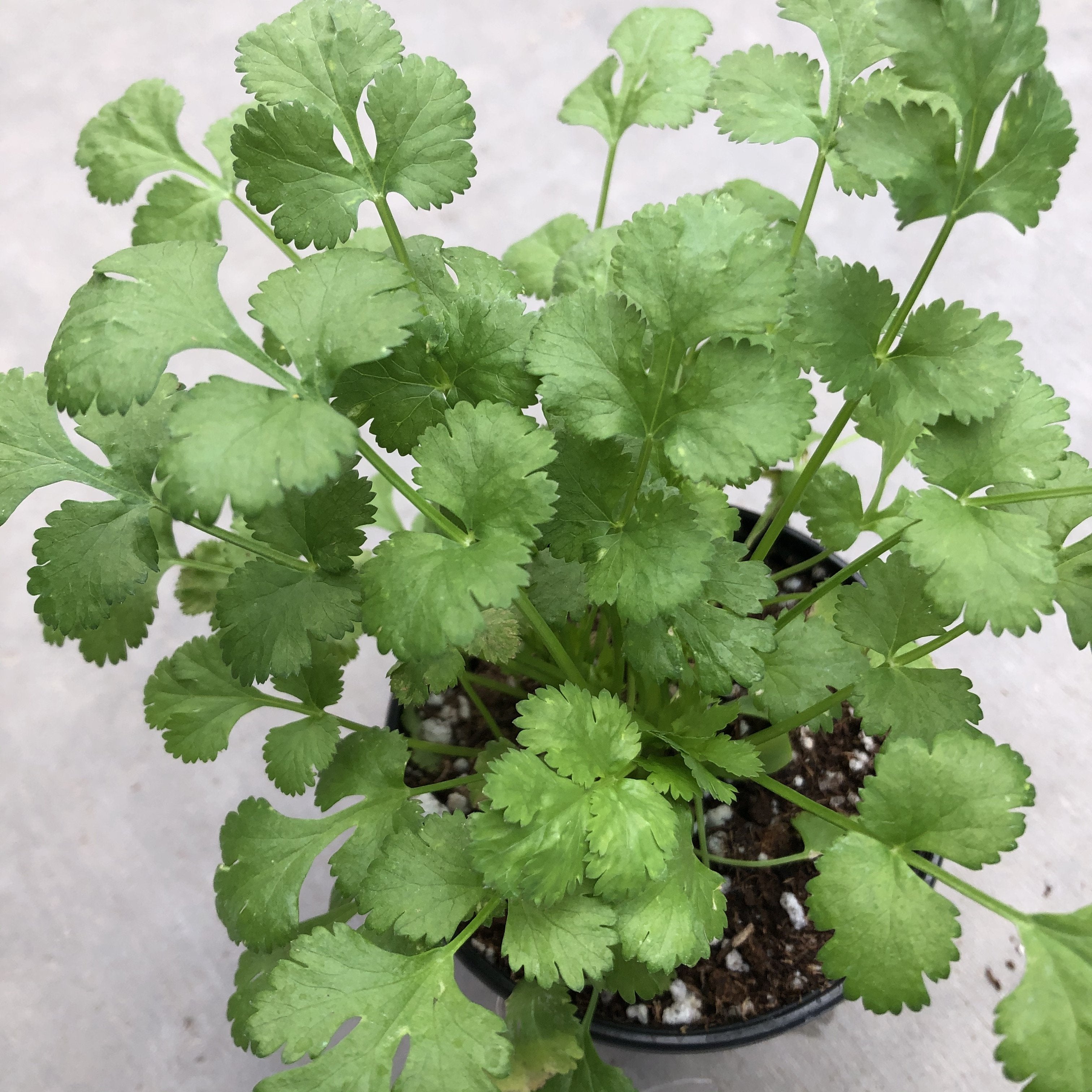 cilantro indoor plant Cilantro (Garden Starter Plant) – Southern Idaho Landscape Center